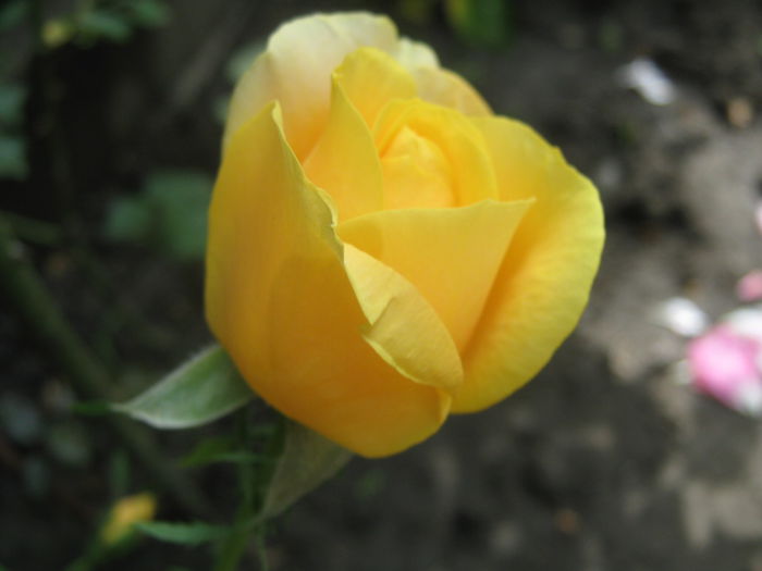 Picture My plants 3320