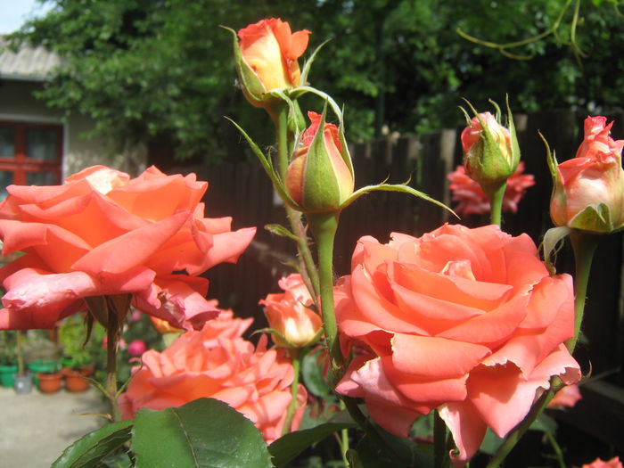 Picture My plants 3325