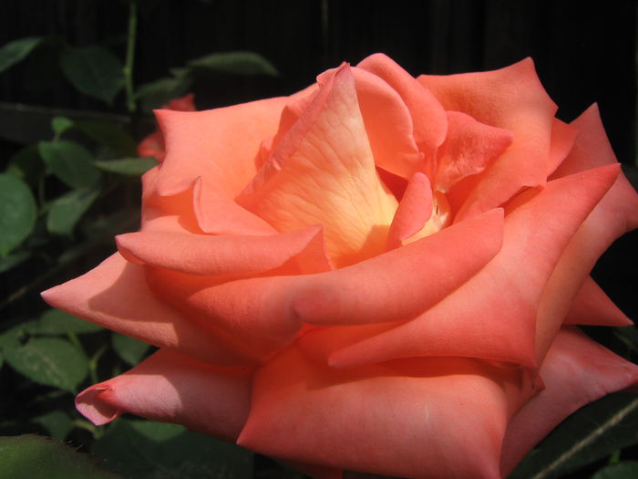 Picture My plants 3326