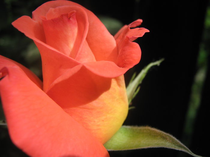 Picture My plants 3327