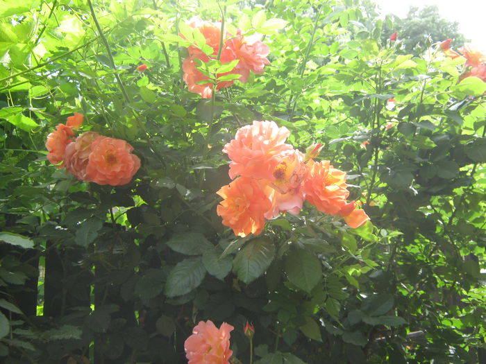 Picture My plants 3330