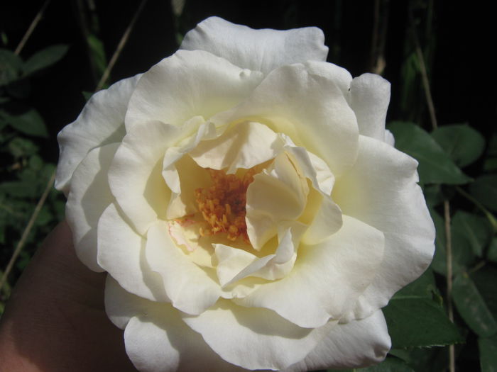 Picture My plants 3334