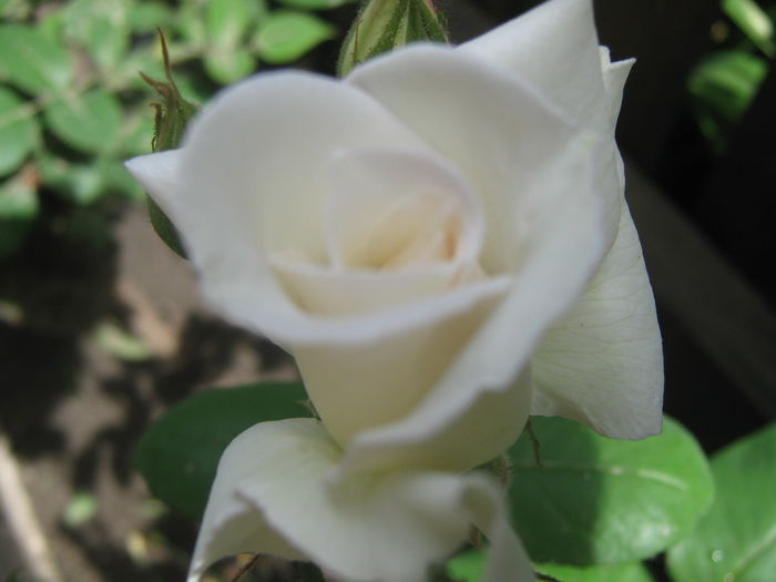 Picture My plants 3336