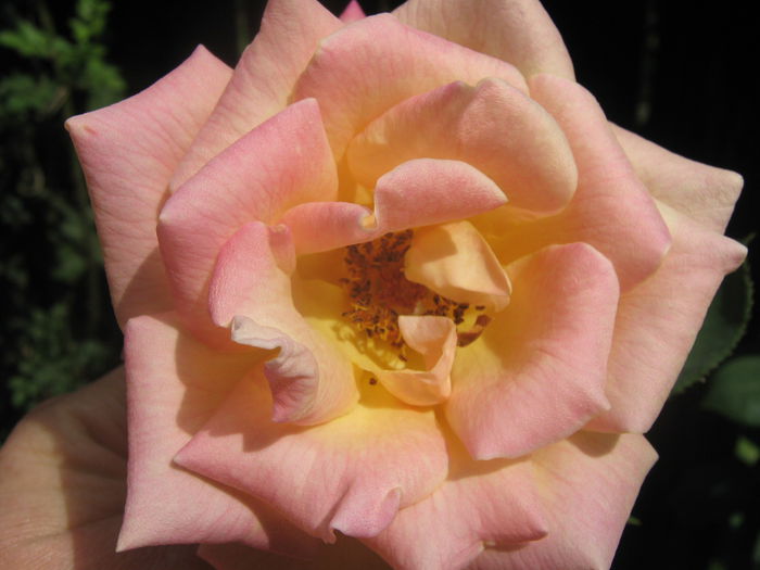 Picture My plants 3343