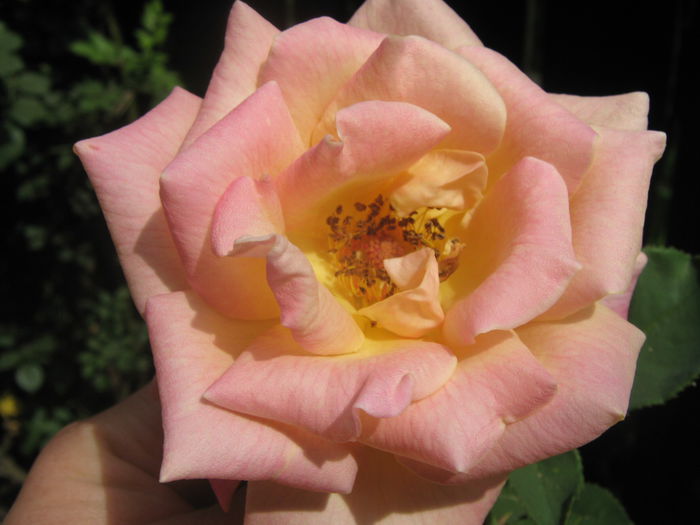 Picture My plants 3344