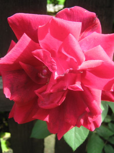 Picture My plants 3348