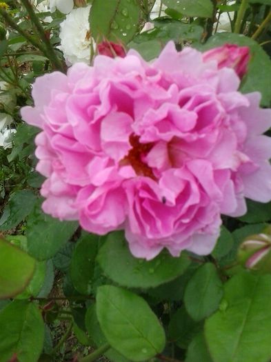 mary rose
