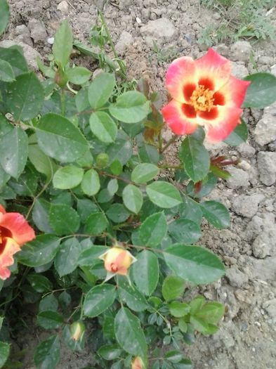 20150523_132010 - A Trandafiri 2015