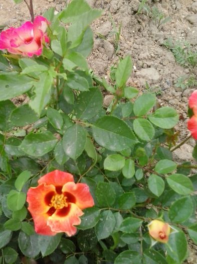 babylon eyes sunshine