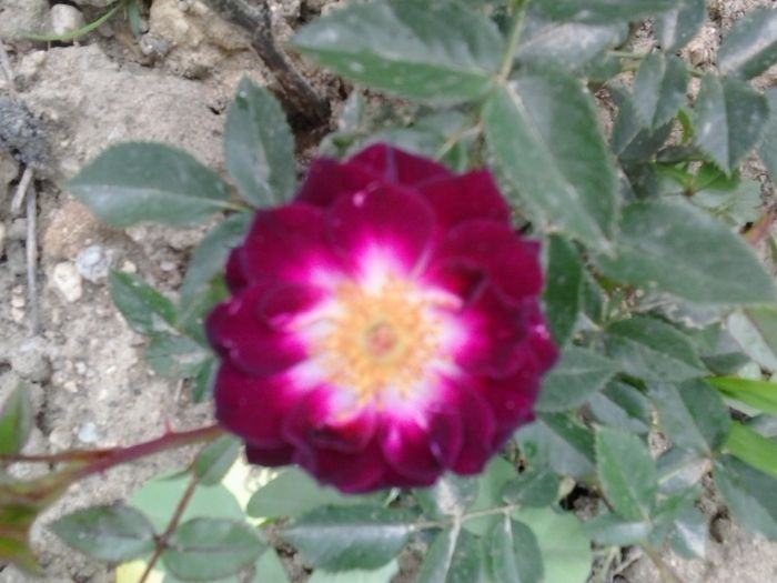 20150523_132659 - A Trandafiri 2015