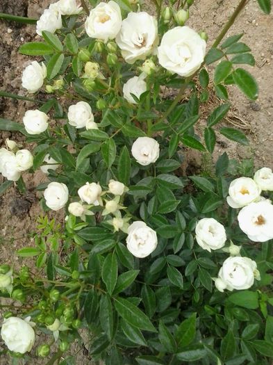 morsdag alb - A Trandafiri 2015