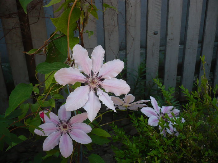 P1220347 - GRADINA 2015