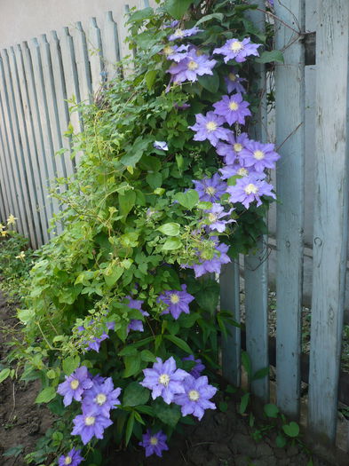 P1220354 - GRADINA 2015