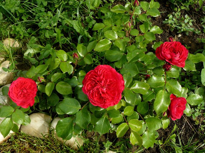 Red Leonardo - Gradina rozelor Mai 2015