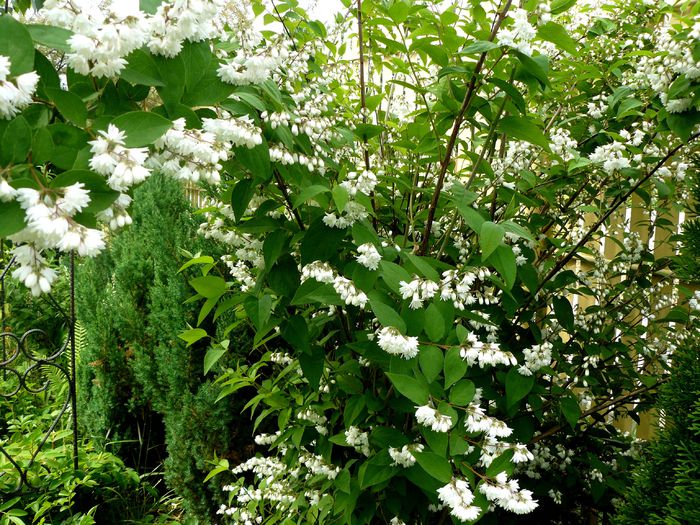 Deutzia - Gradina rozelor Mai 2015