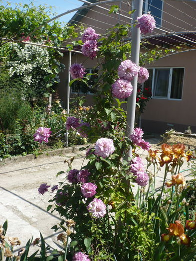 P1220368 - GRADINA 2015
