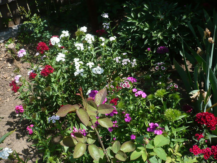 P1220371 - GRADINA 2015