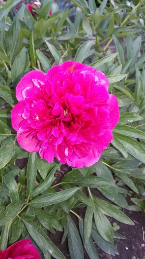 20150523_200341 - 2015 in gradina mea