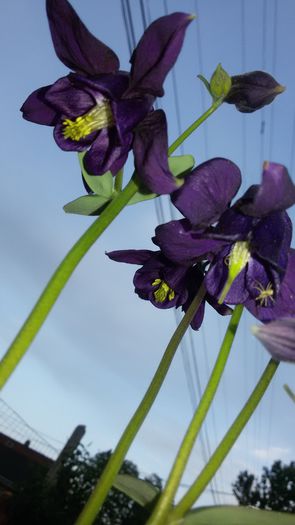 20150523_200423 - 2015 in gradina mea