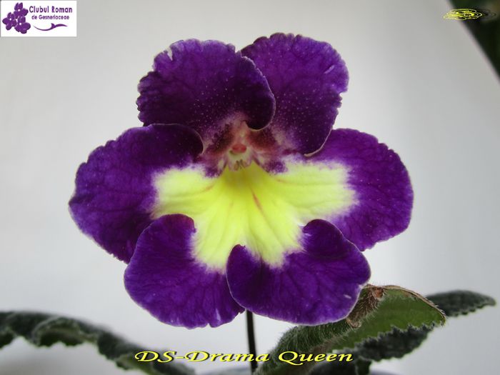 DS-Drama Queen (24-05-2015) - Streptocarpusi 2015