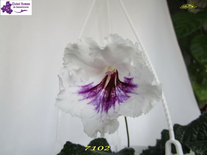 7102 (24-05-2015) - Streptocarpusi 2015