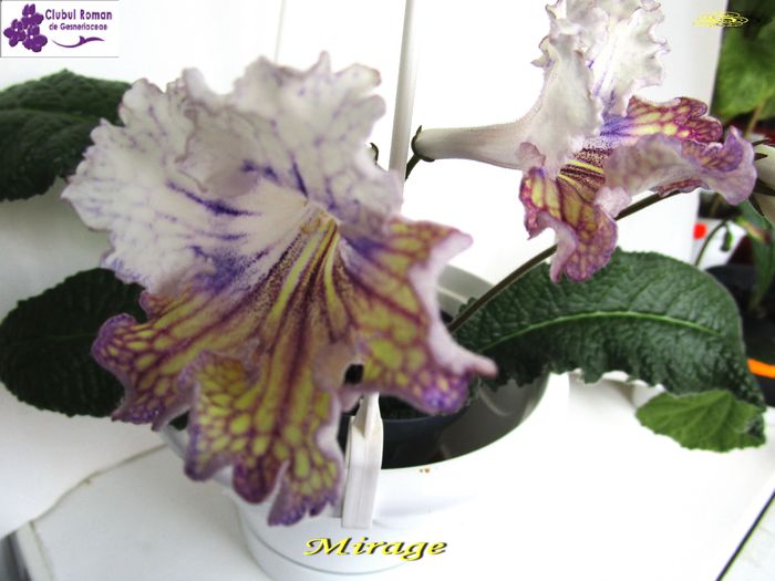 Mirage (24-05-2015) - Streptocarpusi 2015