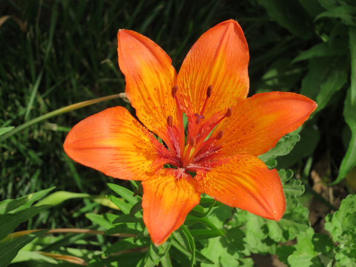 IMG_0370 lilium bulbiferum
