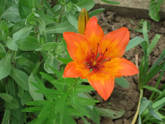 IMG_0382 lilium bulbiferum