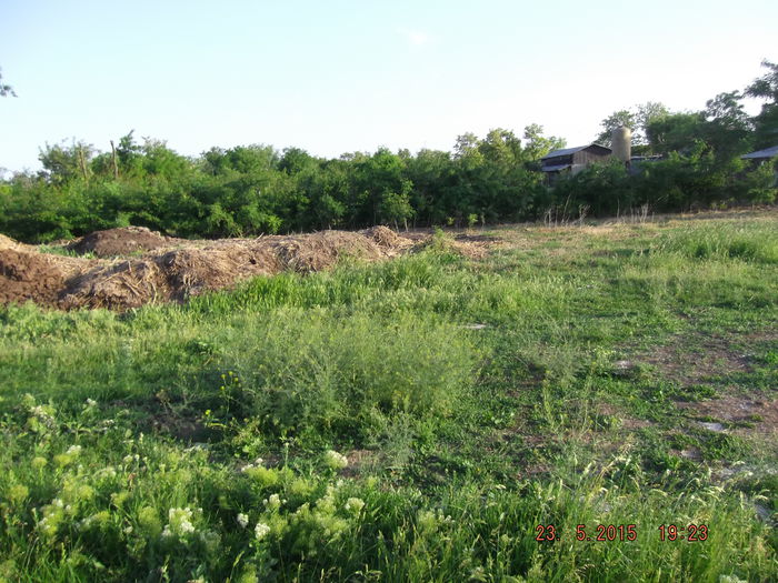 DSCF4303 - evolutie perdea forestiera