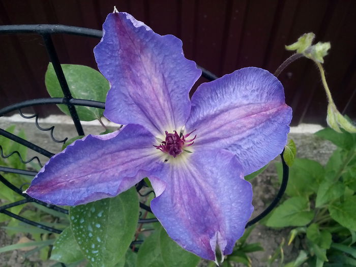  - 2015 Flori in  gradina