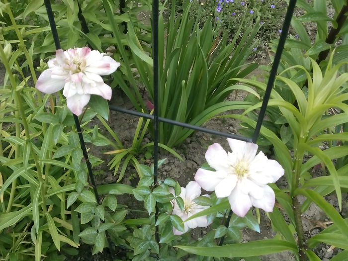  - 2015 Flori in  gradina