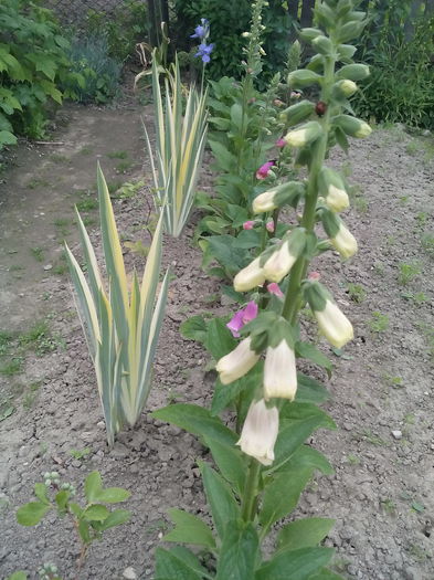  - 2015 Flori in  gradina