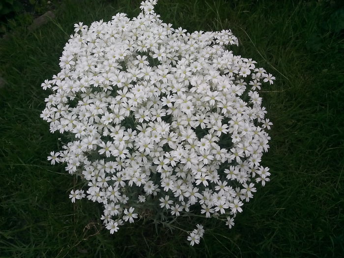  - 2015 Flori in  gradina