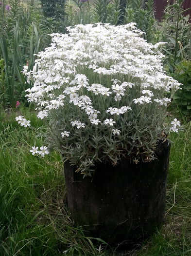  - 2015 Flori in  gradina