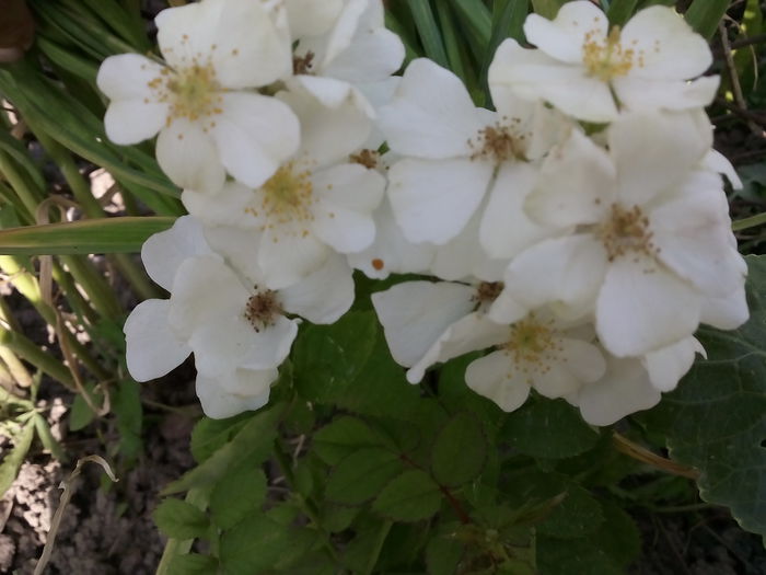 Rosa Wichuraiana - 2015 Trandafiri I