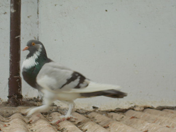 DSCN0447