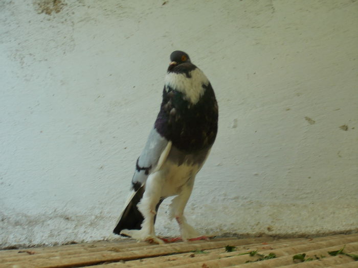 DSCN0451