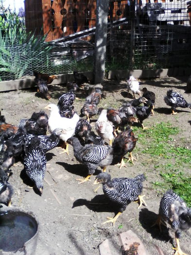 IMG_20150523_104854 - PUI-TINERET 2015