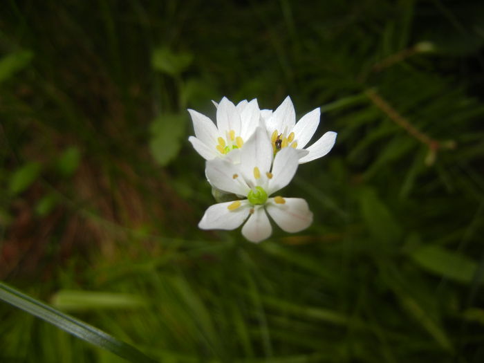 Triteleia hyacinthina (2015, May 11) Triteleia hyacinthina (2015, May 11)