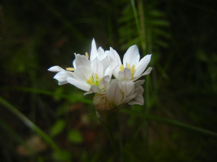 Triteleia hyacinthina (2015, May 11) - TRITELEIA Hyacinthina