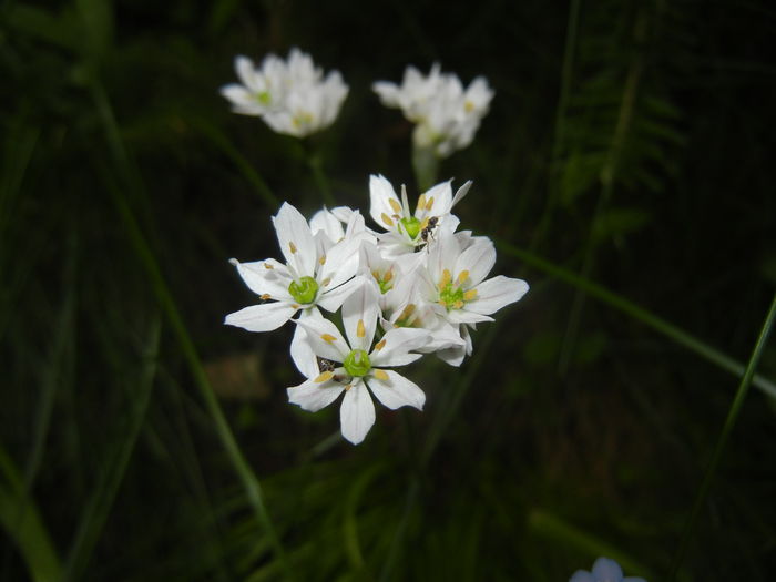 Triteleia hyacinthina (2015, May 11) Triteleia hyacinthina (2015, May 11)