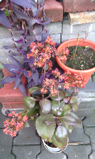 IMG_20150524_104632[1] - Genul Kalanchoe