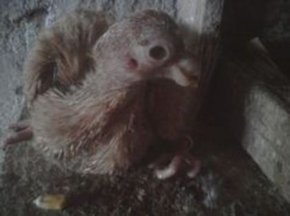 102956602_DEPKVAS3[1]