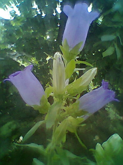 Kampanula Medium