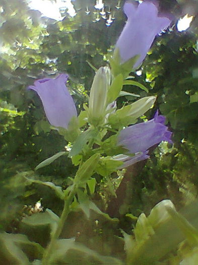 Kampanula Medium