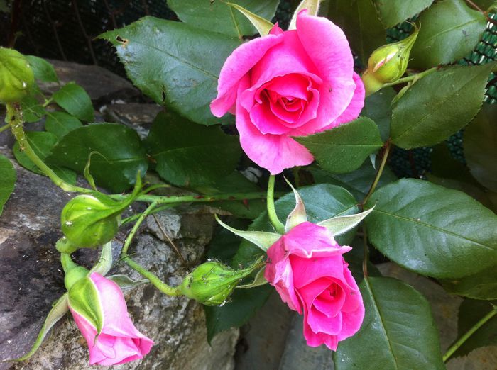 catarator cu floare mare - Trandafiri 2015