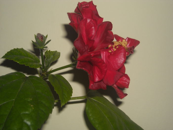 2015 - 0 Zambetul florilor
