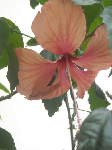  - 0 Zambetul florilor