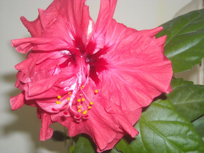  - 0 Zambetul florilor