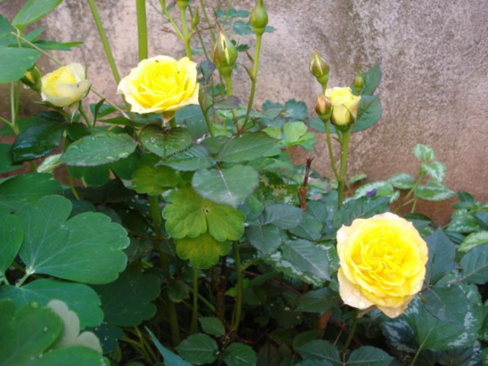 prin gradina (24)